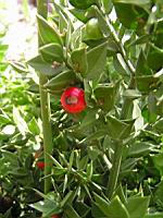 Petit houx ou Fragon epineux - Ruscus Aculeatus L. (fam Liliacees) (Europe, Asie occidentale) (3) (Photo F. Mrugala)
